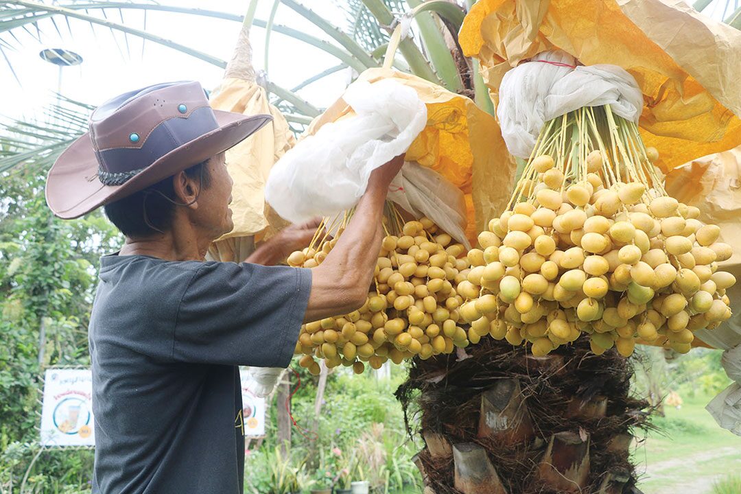 หลาก&หลาย - ชิมอินทผลัมเขาชะงุ้ม Date Palm ปิ๊งใส่ในข้าวผัดอเมริกัน-ก๋วยเตี๋ยว-ไอศกรีม