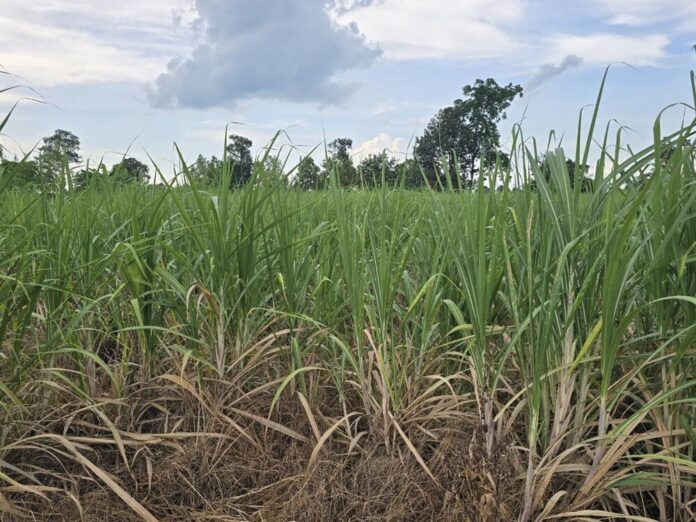 Thai officials search for hidden Cambodian rockets after border clash | News by Thaiger