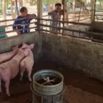 ผู้เลี้ยงหมู กังวลไทยเปิดทางสหรัฐ นำเข้าสุกรไร้ภาษี หวั่นกระทบหนัก อนาคตวูบ-เลิกอาชีพ