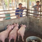 ผู้เลี้ยงหมู กังวลไทยเปิดทางสหรัฐ นำเข้าสุกรไร้ภาษี หวั่นกระทบหนัก อนาคตวูบ-เลิกอาชีพ