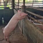 ผู้เลี้ยงหมู กังวลไทยเปิดทางสหรัฐ นำเข้าสุกรไร้ภาษี หวั่นกระทบหนัก อนาคตวูบ-เลิกอาชีพ