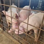 ผู้เลี้ยงหมู กังวลไทยเปิดทางสหรัฐ นำเข้าสุกรไร้ภาษี หวั่นกระทบหนัก อนาคตวูบ-เลิกอาชีพ
