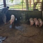 ผู้เลี้ยงหมู กังวลไทยเปิดทางสหรัฐ นำเข้าสุกรไร้ภาษี หวั่นกระทบหนัก อนาคตวูบ-เลิกอาชีพ