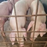 ผู้เลี้ยงหมู กังวลไทยเปิดทางสหรัฐ นำเข้าสุกรไร้ภาษี หวั่นกระทบหนัก อนาคตวูบ-เลิกอาชีพ