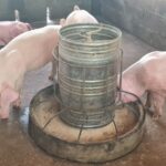 ผู้เลี้ยงหมู กังวลไทยเปิดทางสหรัฐ นำเข้าสุกรไร้ภาษี หวั่นกระทบหนัก อนาคตวูบ-เลิกอาชีพ