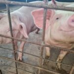 ผู้เลี้ยงหมู กังวลไทยเปิดทางสหรัฐ นำเข้าสุกรไร้ภาษี หวั่นกระทบหนัก อนาคตวูบ-เลิกอาชีพ