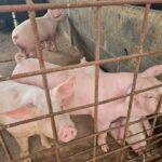 ผู้เลี้ยงหมู กังวลไทยเปิดทางสหรัฐ นำเข้าสุกรไร้ภาษี หวั่นกระทบหนัก อนาคตวูบ-เลิกอาชีพ