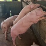 ผู้เลี้ยงหมู กังวลไทยเปิดทางสหรัฐ นำเข้าสุกรไร้ภาษี หวั่นกระทบหนัก อนาคตวูบ-เลิกอาชีพ