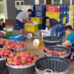 เกษตรกรภูเรือ โอดครวญ แก้วมังกร ราคาตก กิโล 2 บาท ต่ำสุดในรอบ 10 ปี วอนรัฐบาลช่วยด่วน
