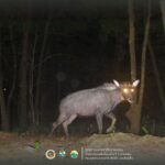 อุทยานฯเขาแหลม เปิดภาพสัตว์ป่าน้อยใหญ่ผืนป่าตะวันตก สะท้อนความอุดมสมบูรณ์