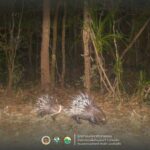 อุทยานฯเขาแหลม เปิดภาพสัตว์ป่าน้อยใหญ่ผืนป่าตะวันตก สะท้อนความอุดมสมบูรณ์