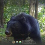 อุทยานฯเขาแหลม เปิดภาพสัตว์ป่าน้อยใหญ่ผืนป่าตะวันตก สะท้อนความอุดมสมบูรณ์