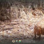 อุทยานฯเขาแหลม เปิดภาพสัตว์ป่าน้อยใหญ่ผืนป่าตะวันตก สะท้อนความอุดมสมบูรณ์
