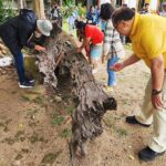 ชาวบ้าน แห่ขอเลขเด็ด ตะเคียนทอง 100 ปี ใช้นิ้วมือถูไปมา โผล่เห็นชัด เล็งเสี่ยงโชค 1ก.ย.นี้
