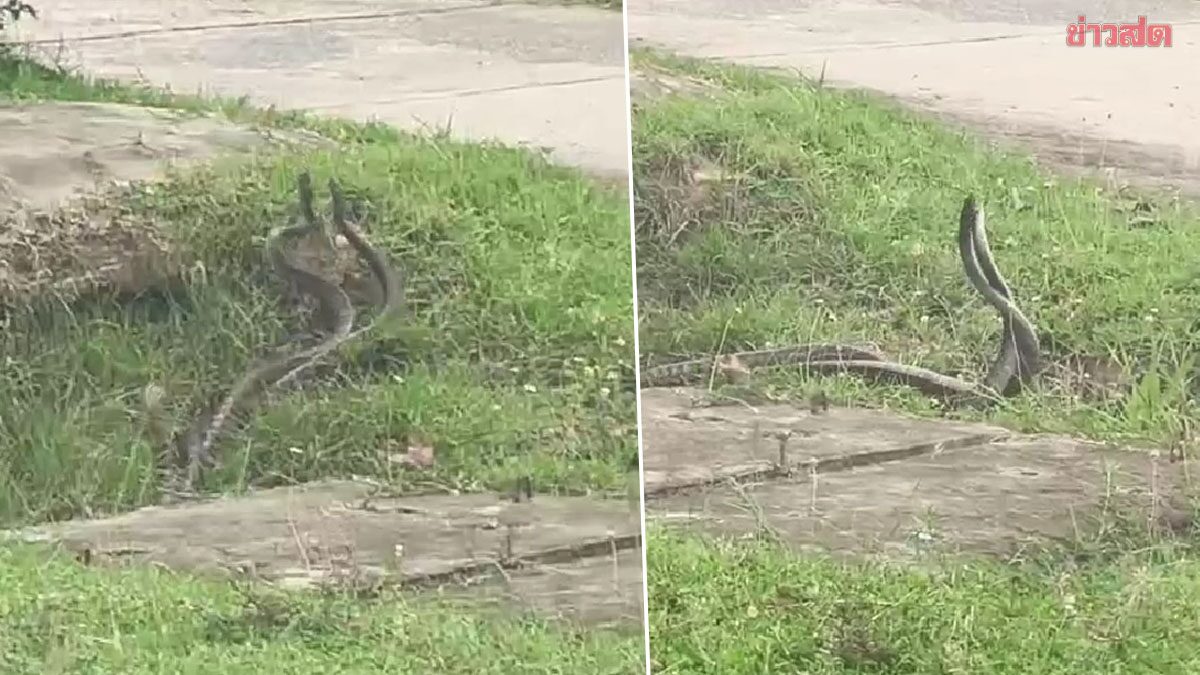 .เชื่อมาให้โชค สาวอบต. โพสต์คลิป งูสิงดงพลอดรักข้างทาง ตีเลขเด็ด ตรงทะเบียนรถ.