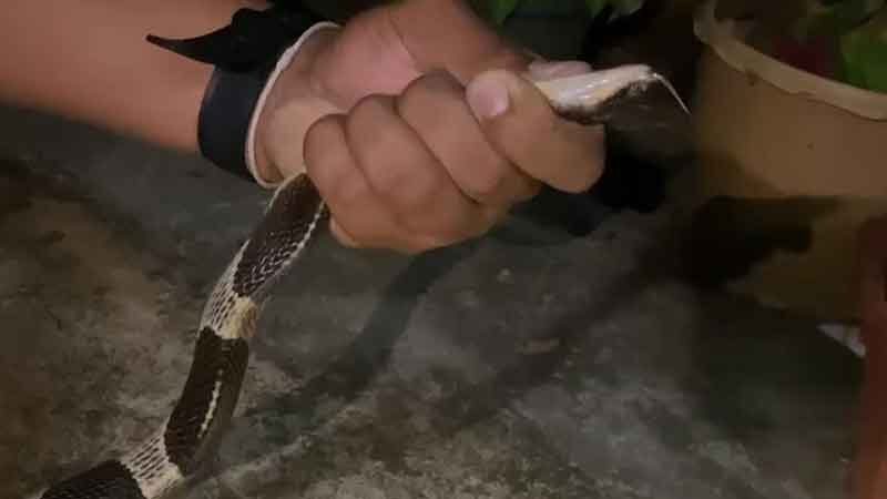 Trang resident encounters king cobra in home, rescue captures snake | News by Thaiger