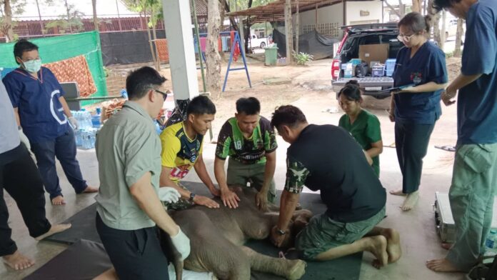 “ข้าวต้ม” ลูกช้างป่าพลัดหลง อายุ 3 วัน อาการดีขึ้น เริ่มมีแรงมากขึ้น