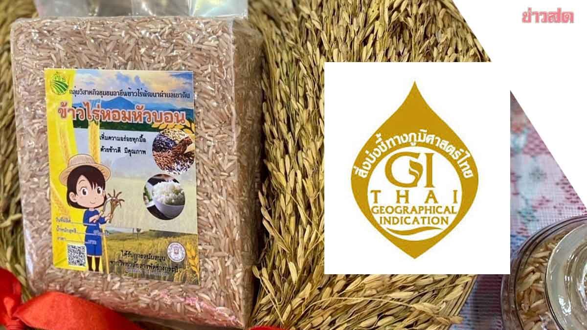 .พาณิชย์ ขึ้นทะเบียน GI “ข้าวไร่หอมหัวบอนกระบี่”กลิ่นหอมคล้ายเผือก.