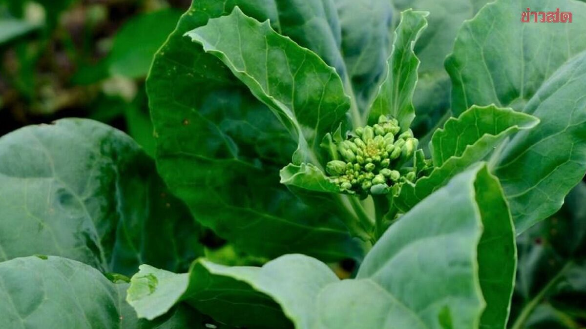 .5 ผักสุดฮิต อันตราย กินมากไปเสี่ยงเป็นนิ่ว เผย ทานคู่กับอะไรยิงเสี่ยงมาก.