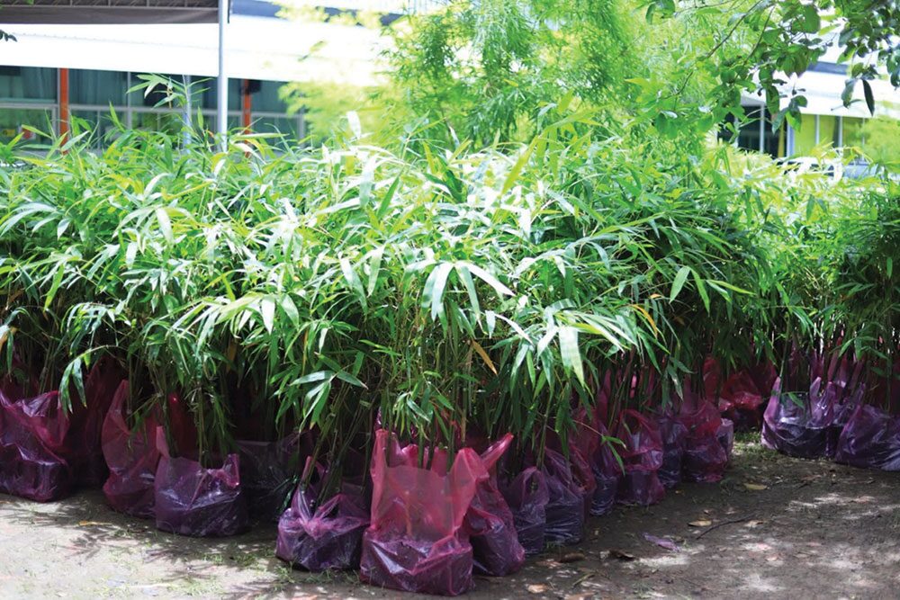 รายงานพิเศษ - วัดประดู่แจกไผ่ซางหม่น เพิ่มพื้นที่สีเขียว-สร้างอาชีพ