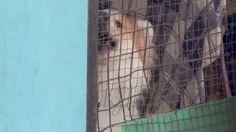 หมาบางแก้ว ป่วยโรคประสาท เกิดอาการคลั่ง ไล่ขย้ำเจ้าของ คนในบ้าน บาดเจ็บ 3 ราย