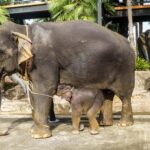 สวนนงนุชพัทยาดูแล ทำคลอดลูกช้าง “พลายศรีวิชัย” อย่างใกล้ชิด 