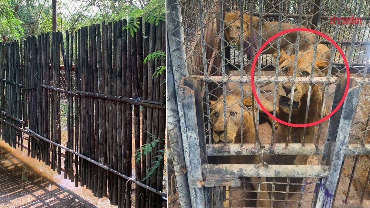 .สั่งปิด โซนสัตว์ดุร้าย ซาฟารีเวิลด์ เผยผลสอบต่ำกว่ามาตรฐาน 80% พบจุดอ่อนความปลอดภัย.