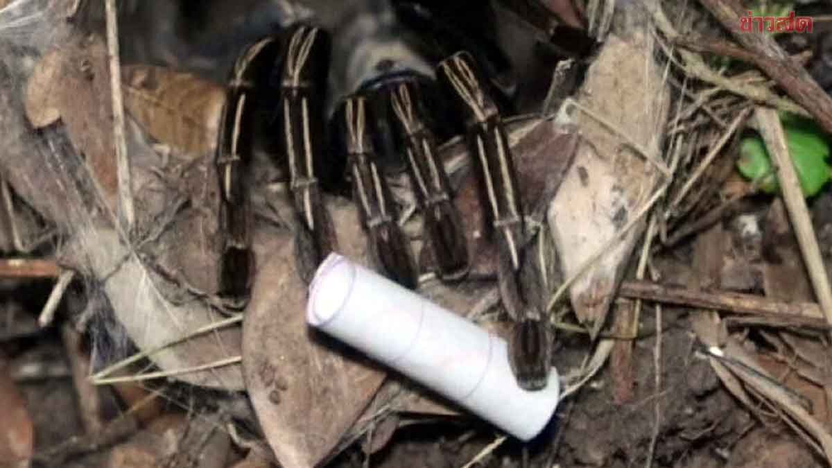 .มาแล้ว เลขเสี่ยงทายพญาบึ้ง ไม่พลาดเลขเด็ดใกล้หวยออก งวดนี้ 3 ตัวเน้นๆ นักเสี่ยงโชคเฮ.