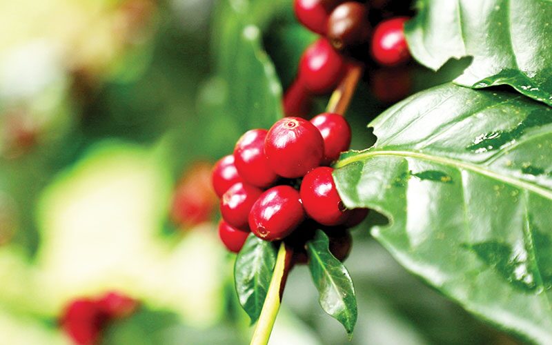สดจากเยาวชน - กาแฟกลางดอย กรุ่นกลิ่นมูเซอ