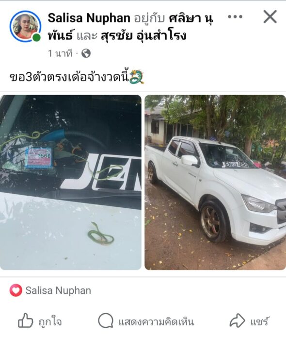 ลูกงูเขียว 9 ตัว หล่นจากต้นไม้หน้าบ้าน ตกใส่รถแม่ค้า แห่ขอทะเบียน-เลขบ้าน