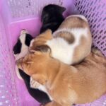 สุดโหดเหี้ยมอำมหิต คว้านท้อง ลูกสุนัข 3 ตัว ทิ้งซากในป่า ตั้งรางวัลนำจับ เอาคนผิดมาลงโทษ