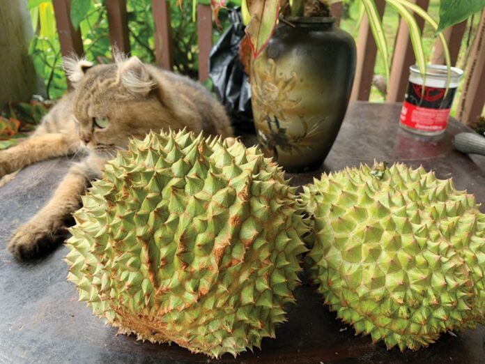 เพื่อนตัวเล็ก - ‘เจ้ายูโร’ แมวแปลกหูพลิก จากแม่ไม่เลี้ยงสวมบทลูกรัก