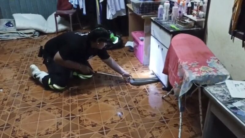 เห็นแมวนั่งจ้องใต้ชั้นวางของ เจ้าของบ้าน เดินเข้าไป งูจงอาง ตัวเขื่องพุ่งฉก แทบช็อก รีบแจ้งเจ้าหน้าที่ช่วยจับ ซ่อนตัวในความมืด แห่ส่องเลขที่บ้านลุ้นโชค