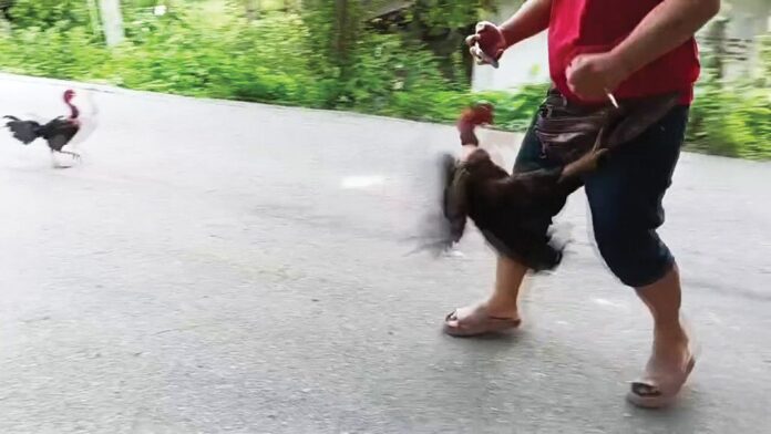 เพื่อนตัวเล็ก