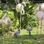 สวนสัตว์เปิดเขาเขียว ปลื้ม ! อวดโฉมสมาชิกใหม่ “ลูกนกฟลามิงโก้” 3 ตัว สุดน่ารัก