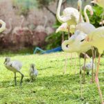 สวนสัตว์เปิดเขาเขียว ปลื้ม ! อวดโฉมสมาชิกใหม่ “ลูกนกฟลามิงโก้” 3 ตัว สุดน่ารัก