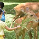สวนสัตว์เปิดเขาเขียว เปิดเข้าฟรี เด็ก-ผู้สูงอายุ 13 ตุลาคม ชวนชมน้องหมูเด้ง คาปิบารา สุดน่ารัก!
