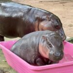 สวนสัตว์เปิดเขาเขียว เปิดเข้าฟรี เด็ก-ผู้สูงอายุ 13 ตุลาคม ชวนชมน้องหมูเด้ง คาปิบารา สุดน่ารัก!