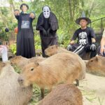 สวนสัตว์เปิดเขาเขียว ชวนแต่งผีสุดครีเอท ร่วมสนุก “Zoo Halloween Party!” 31 ตค.- 2พย.นี้