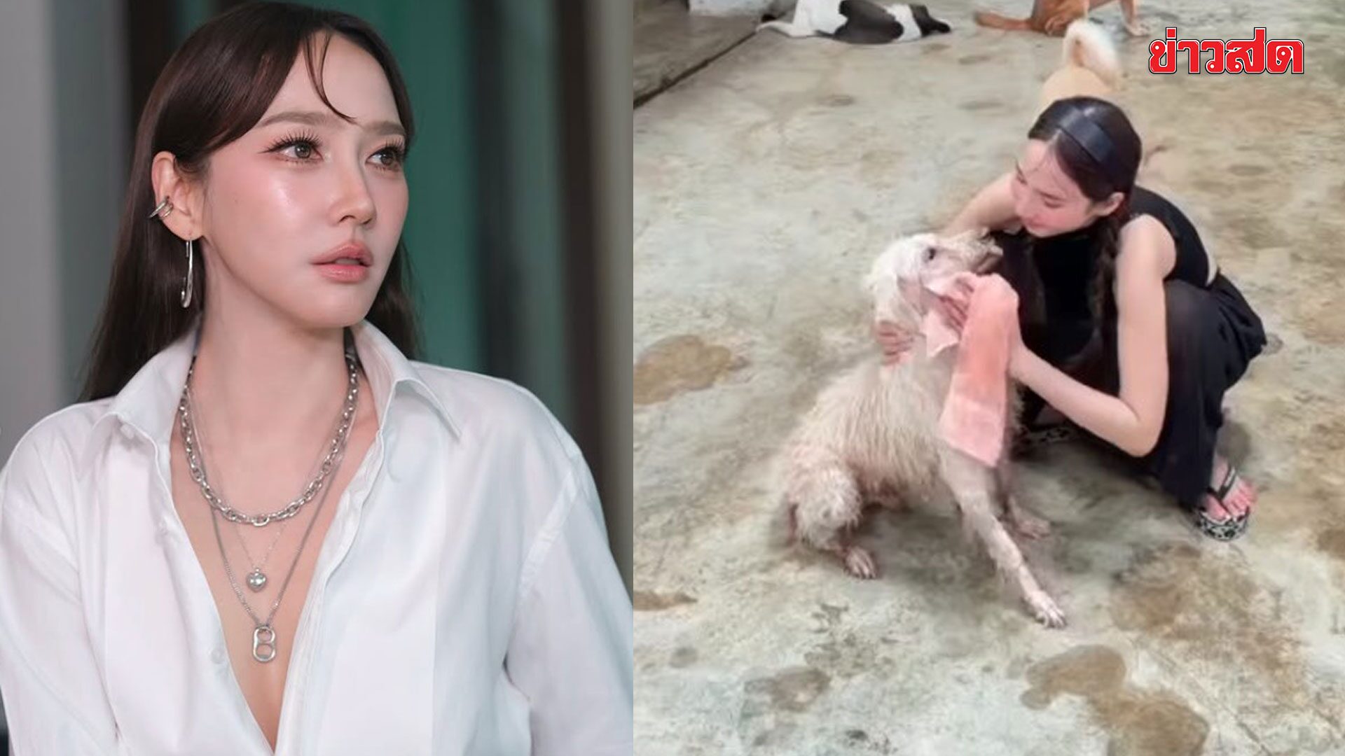 ภาพประกอบข่าว: อั้ม พัชราภา ลงมืออาบน้ำหมาจรด้วยตัวเอง ดูแลกว่า 130 ตัว พี่เอ ศุภชัย เผยเพิ่งเห็นครั้งแรก