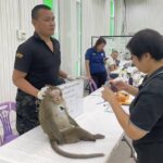 ลุยต่อ จับลิงลพบุรีเพิ่ม 250 ตัว แจ้งจ๋อในเมืองลดลง 95% เหลือไม่เกิน 150 ตัว คาดไม่ก่อปัญหาเพิ่ม
