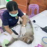 ลุยต่อ จับลิงลพบุรีเพิ่ม 250 ตัว แจ้งจ๋อในเมืองลดลง 95% เหลือไม่เกิน 150 ตัว คาดไม่ก่อปัญหาเพิ่ม