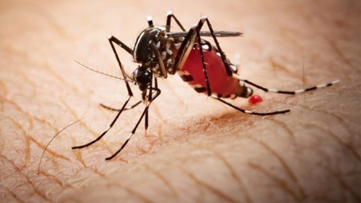 .เตือน ปลายฝนต้นหนาว ระวังโรคไข้เลือดออก พบผู้ป่วยสะสม 46,750 ราย ตาย 39 ราย.