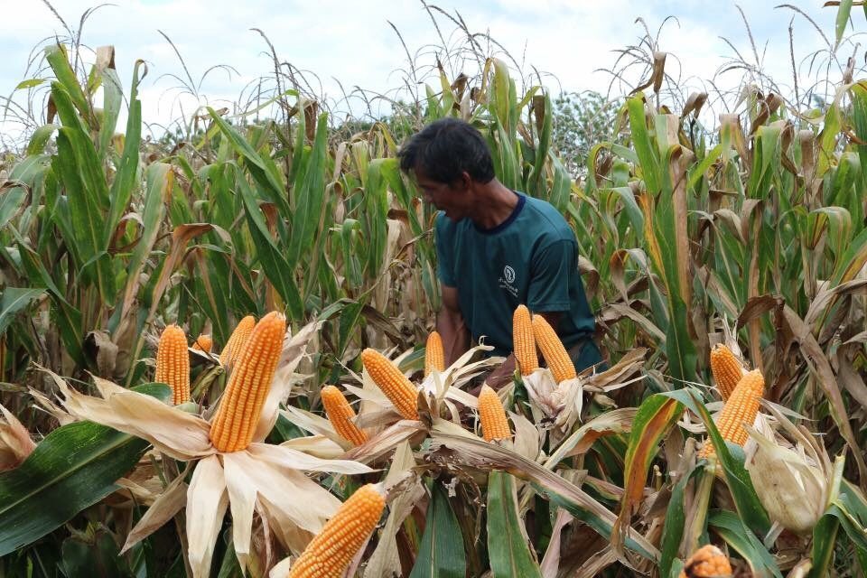 ภาพประกอบข่าว: พรุ่งนี้ ส.ค้าพืชไร่ บุกพาณิชย์ ยื่นหนังสือค้านนำเข้าข้าวโพดสหรัฐ1ล้านตัน