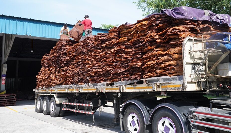 ภาพประกอบข่าว: ” ธรรมนัส ” ปลื้มยางโลละ 60 บาทลั่นยังไปต่อ จากนี้ถึงคิวปาล์ม ได้เห็นโล 10 บาท