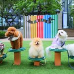 เปิดแล้ว! “PAW YARD” แลนด์มาร์คแห่งใหม่ เอาใจคนรักสัตว์เลี้ยง ใจกลางสุขุมวิท!