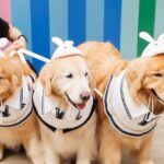 เปิดแล้ว! “PAW YARD” แลนด์มาร์คแห่งใหม่ เอาใจคนรักสัตว์เลี้ยง ใจกลางสุขุมวิท!