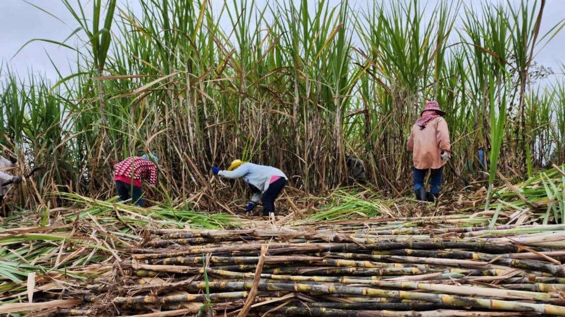ภาพประกอบข่าว: กอน. รับลูก ลดอ้อยเผาเข้าหีบเหลือ 10% คาดผลผลิต 93 ล้านตัน