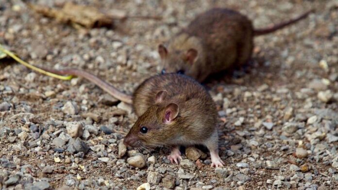 Close-up of rats on field