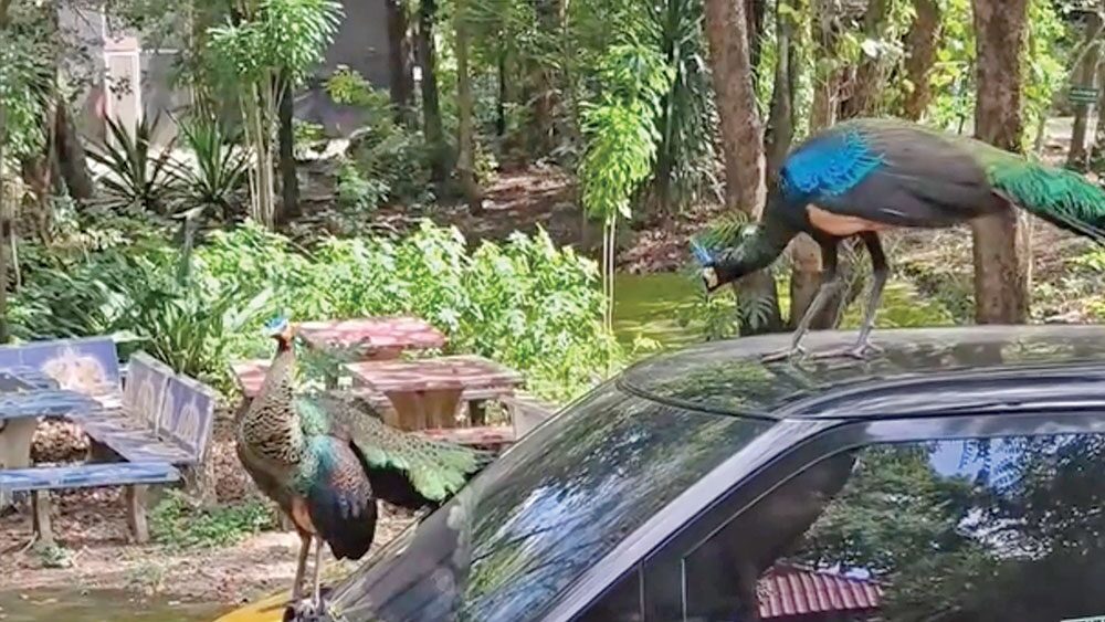 เพื่อนตัวเล็ก - ‘นกยูง-แมว’ขึ้นรถสีทอง พะเยาฮือฮาสัตว์นำโชค